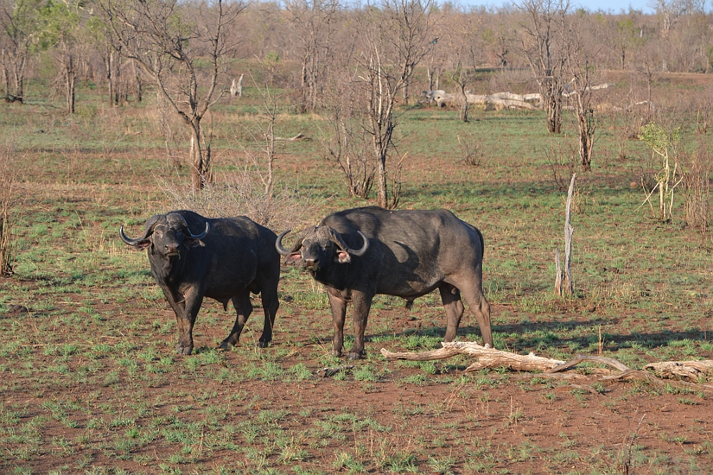 Afrikansk Buffel